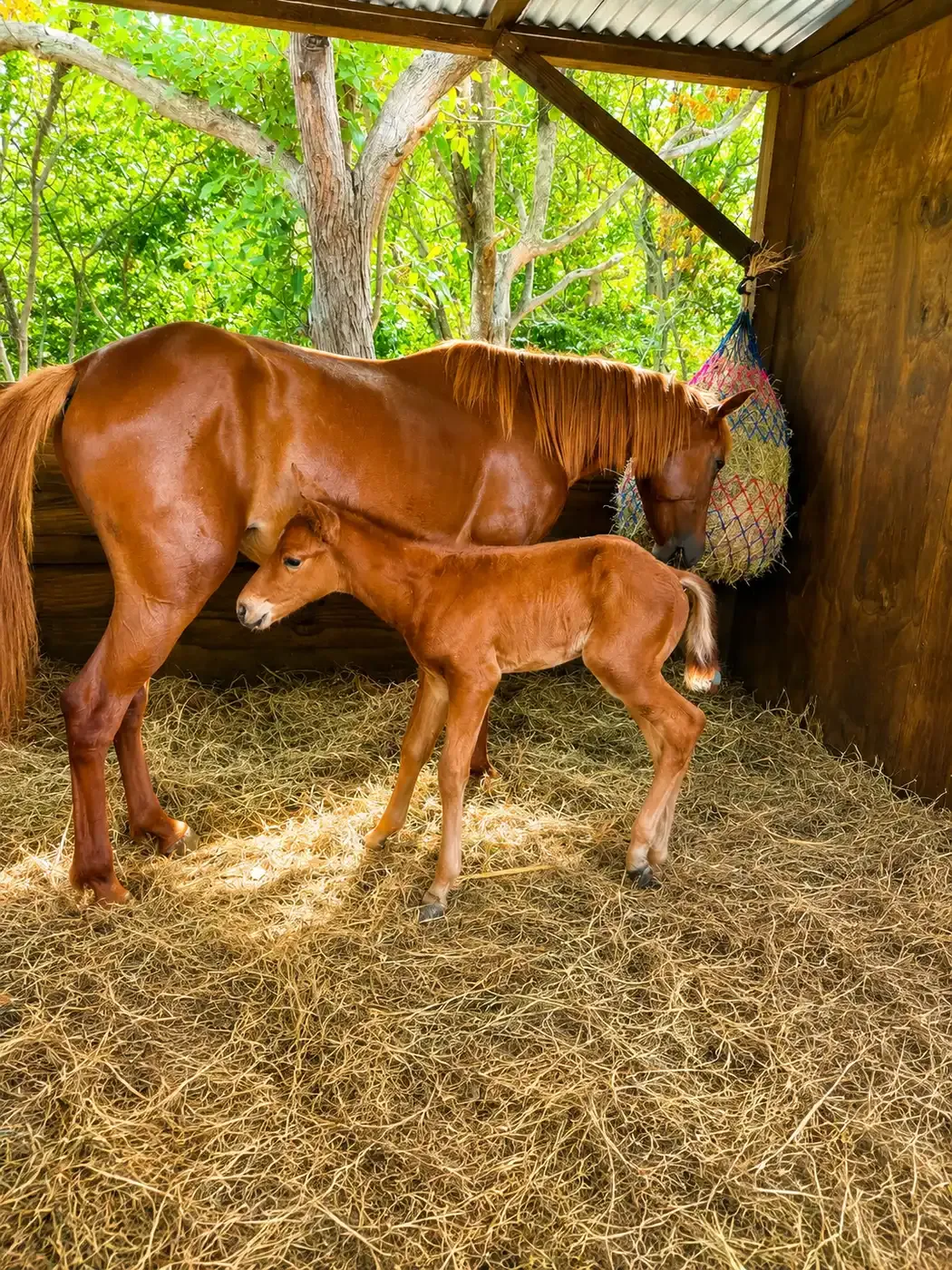 A chestnut mare and her foal resting in the stable